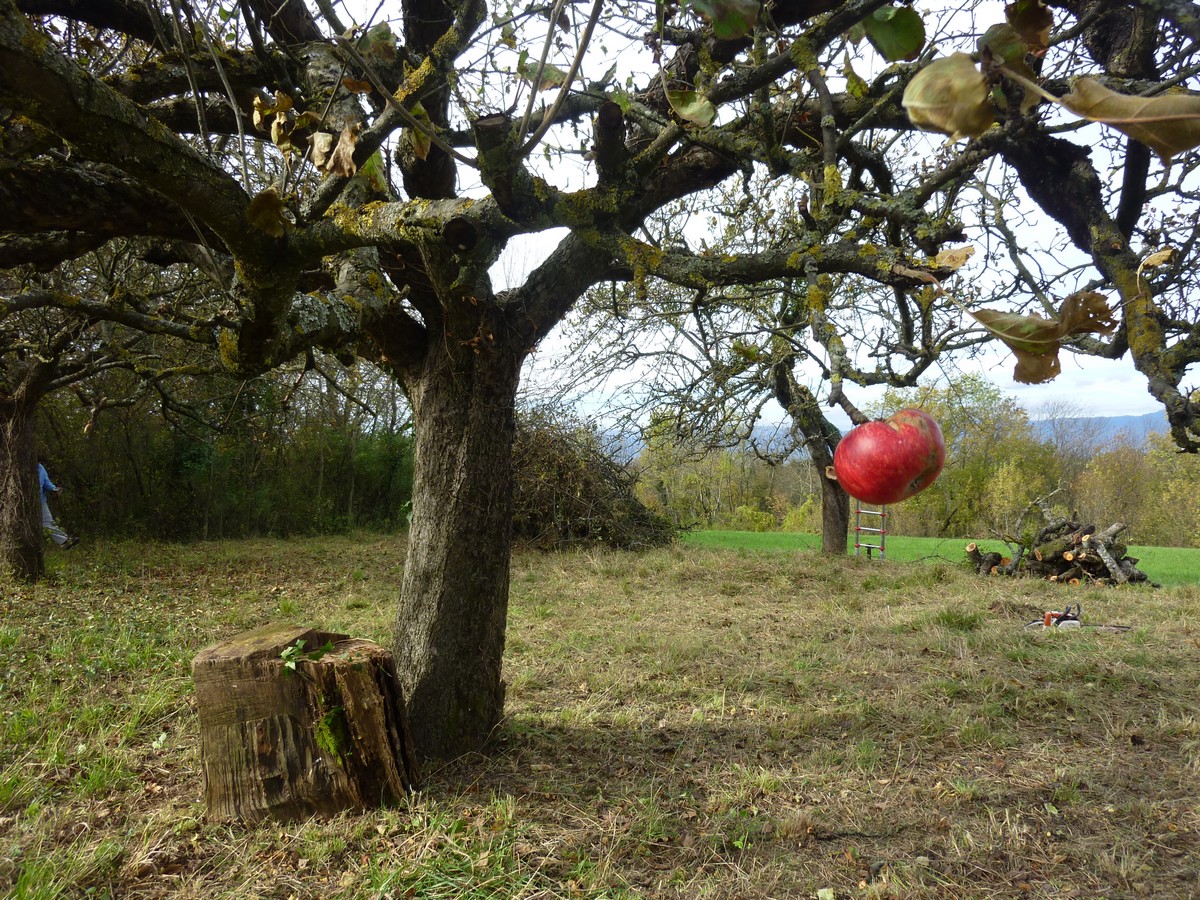 Les vergers communaux