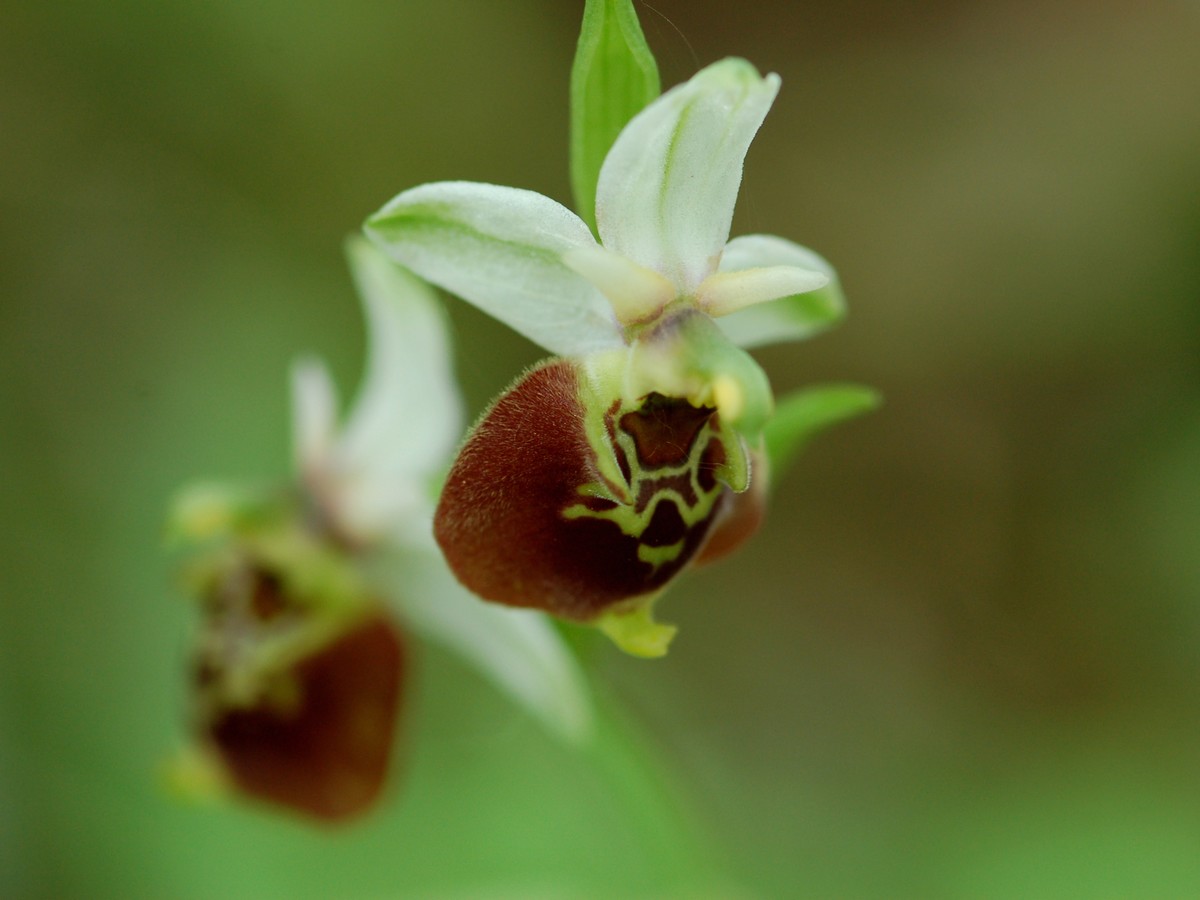 La prairie aux orchidées