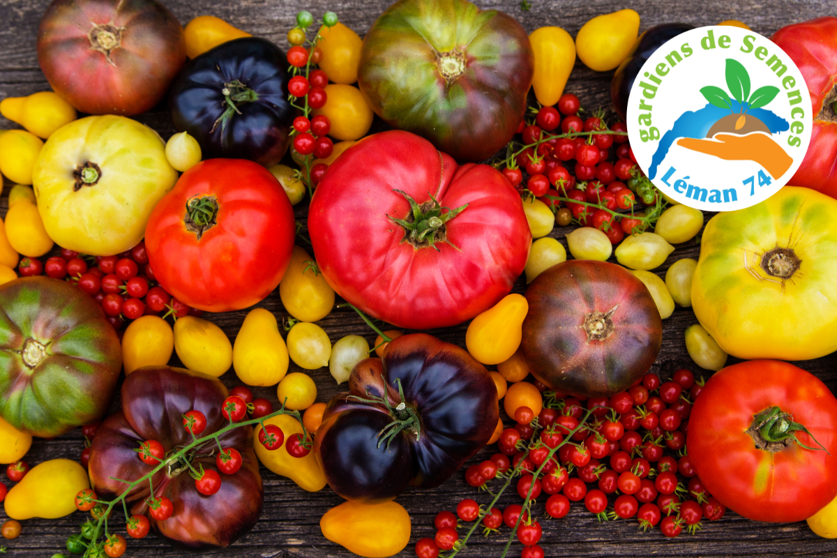 Atelier d’extraction de graines de tomates à la bibliothèque